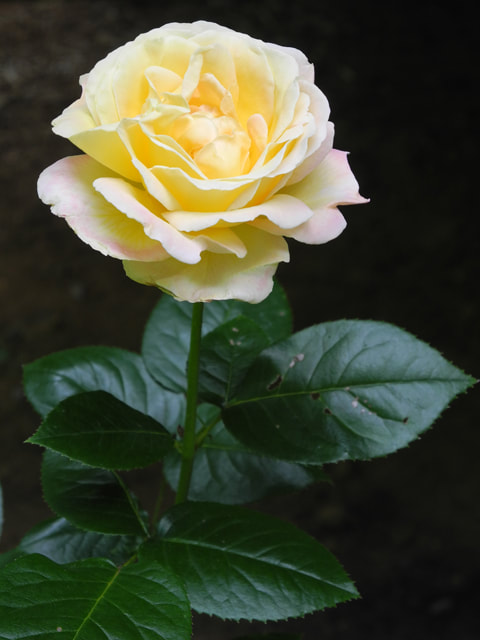 Picture